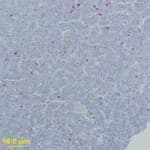 Polyclonal Rabbit anti-West Nile Virus WNV E Antibody (IHC, WB)