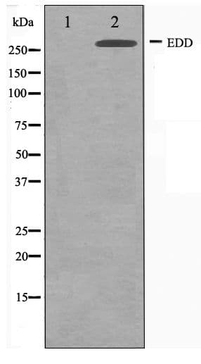 UBR5 Antibody
