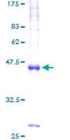 Human VAMP4 / VAMP-4 Protein (Recombinant GST)