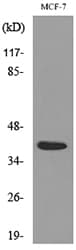 CCN3 / NOV Antibody (aa221-270)