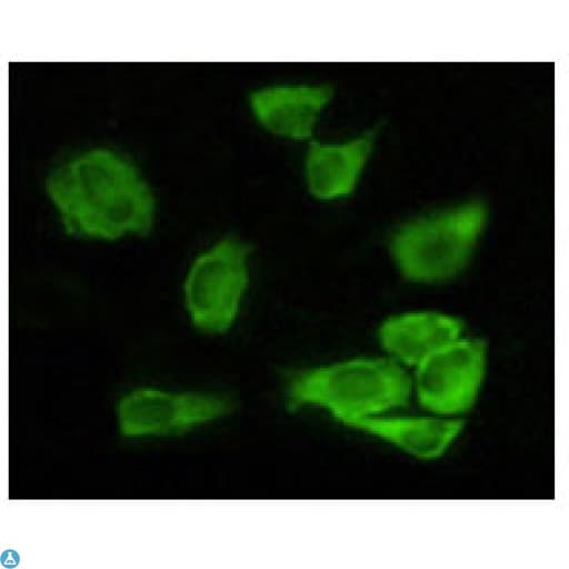 GSK3A / GSK3 Alpha Antibody