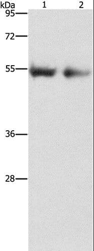 ANGPT4 / Angiopoietin-4 Antibody