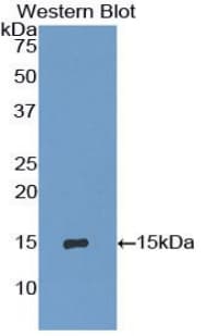 CXCL10 / IP-10 Antibody (aa22-98, Biotin)