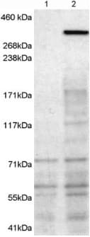 IHC-plus™ NBEA / Neurobeachin Antibody (aa2934-2946)