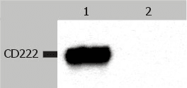 Monoclonal Mouse anti-Human IGF2R / CD222 Antibody (clone MEM-238, WB)