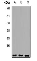 SNRPE Antibody