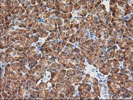 Monoclonal Mouse anti-Human KCTD14 Antibody (clone OTI2A6, IHC, IF, WB)