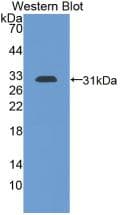 CD274 / B7-H1 / PD-L1 Antibody (aa34-241)