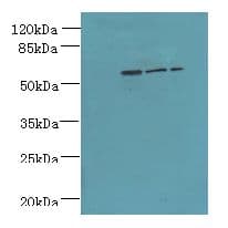 ZNF19 Antibody