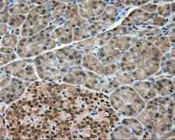 NME4 Antibody (clone OTI2G1)