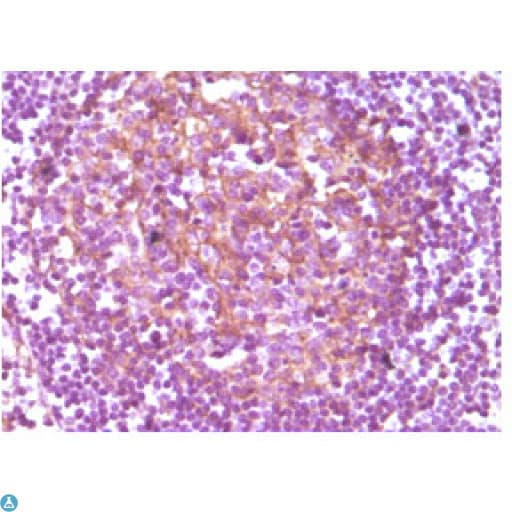 CD14 Antibody