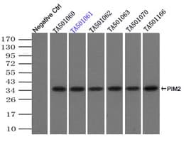PIM2 / Pim-2 Antibody (clone OTI5B5)