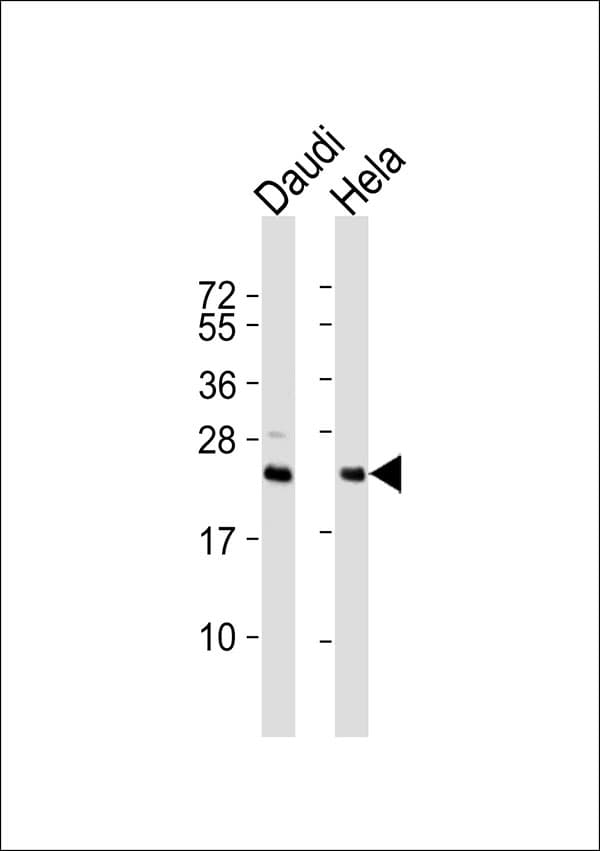 Securin / PTTG1 Antibody