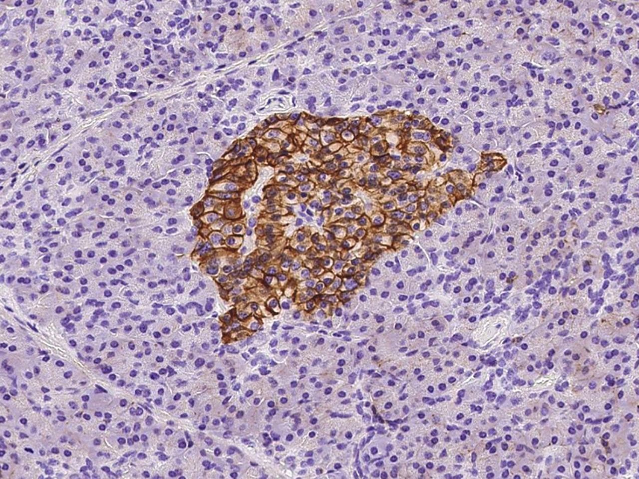 CD99 Antibody (Preservative Free)