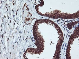 CYP2A6 Antibody (clone OTI1D2)