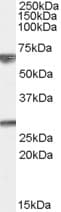 IHC-plus™ GPSM2 / LGN Antibody (aa448-462)