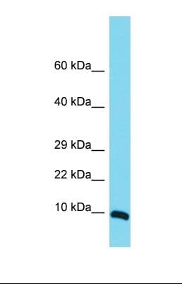 MRPS36 Antibody (aa47-96)
