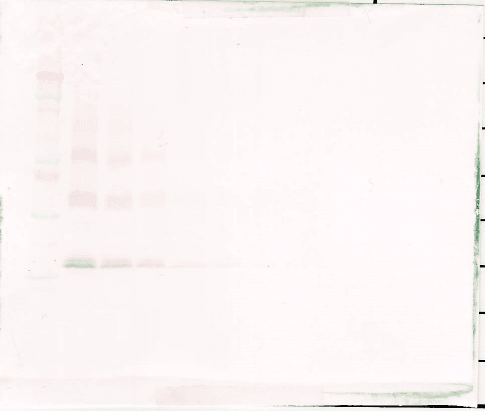 THPO / TPO / Thrombopoietin Antibody