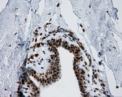 BAP / SIL1 Antibody (clone OTI1F9)