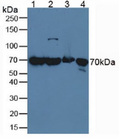 HSPA1A Antibody
