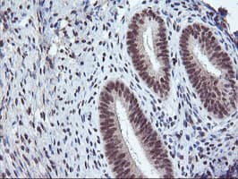 ENPEP / Aminopeptidase A Antibody (clone OTI4G8)