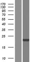 DCTD / dCMP Deaminase Protein (Over-Expression Lysate Myc-DDK (Flag))