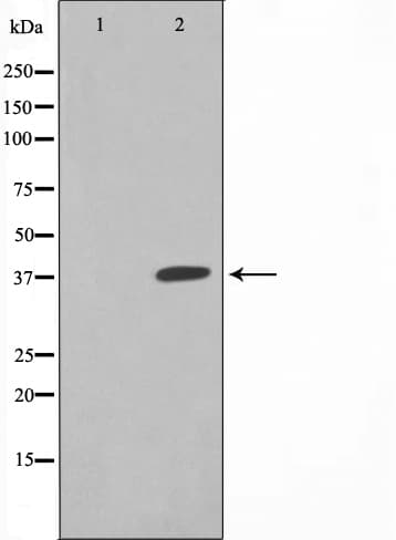 XRCC3 Antibody