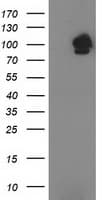STAT5A Antibody (clone OTI10H1)