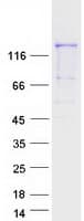 Human PCDH12 / VE-Cadherin-2 Protein (Recombinant Myc-DDK (Flag))