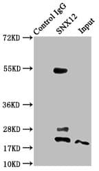 Polyclonal Rabbit anti-Human SNX12 Antibody (IHC, IF)