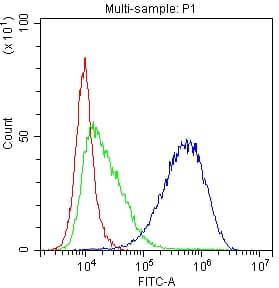 CD81 Antibody