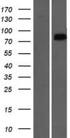 OSBPL9 Protein (Over-Expression Lysate Myc-DDK (Flag))
