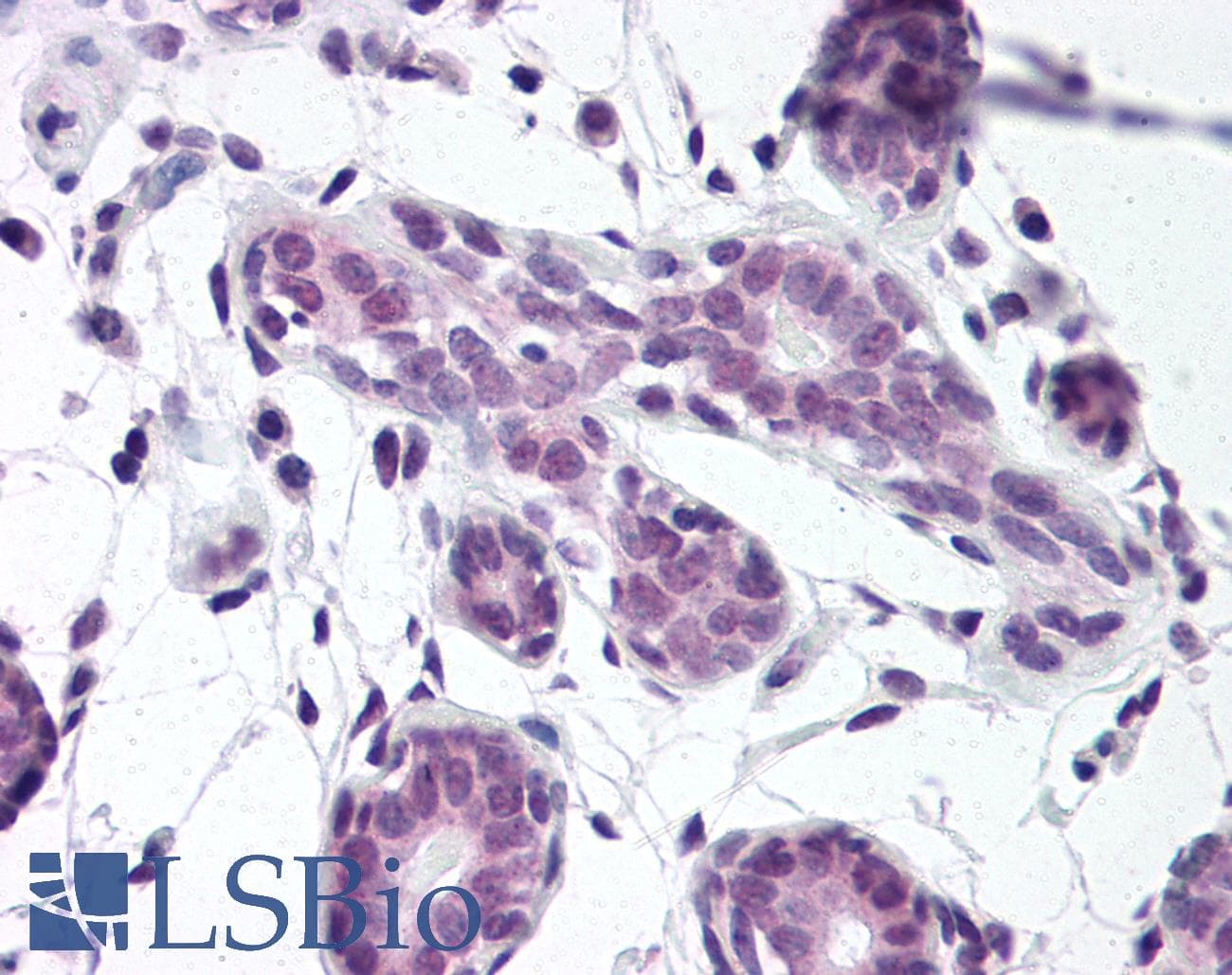 IHC-plus™ ELAVL1 / HUR Antibody (aa1-13)