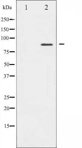 STAT4 Antibody