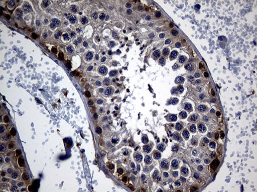 APOBEC4 Antibody (clone OTI2A6, Carrier-free)
