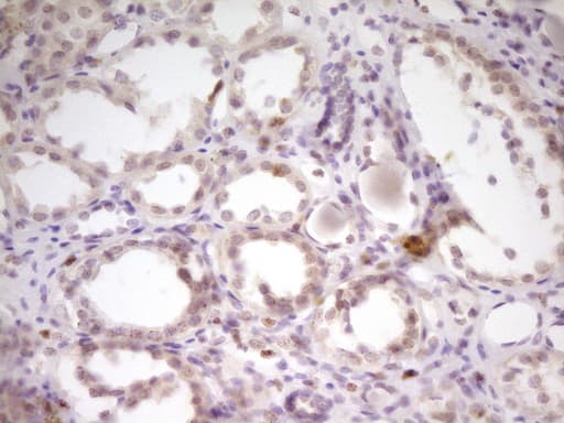 SP110 Antibody (aa232-521, clone OTI2A1)