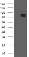TLE1 / TLE 1 Antibody (clone OTI3H3)