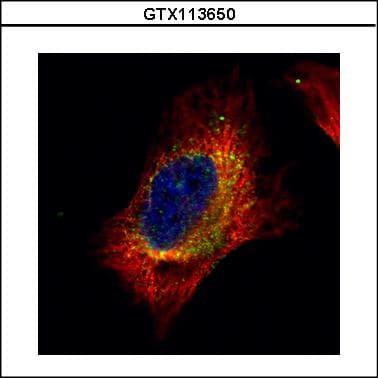 Polyclonal Rabbit anti-Human CFL2 / Cofilin 2 Antibody (aa1-166, WB)
