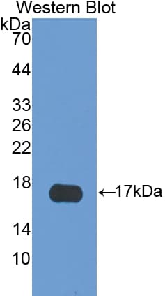 S100A3 / S100E Antibody (aa1-101)