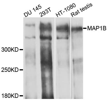MAP1B Antibody