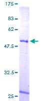 Human MRPL10 Protein (Recombinant GST)