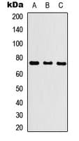 KLHL29 Antibody (Internal)