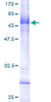 Human NAALAD2 Protein (Recombinant GST)