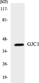 GJC1 / CX45 / Connexin 45 Antibody (aa223-272)