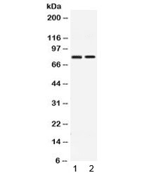 GP78 / AMFR Antibody