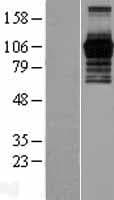 JADE2 / PHF15 Protein (Over-Expression Lysate Myc-DDK (Flag))