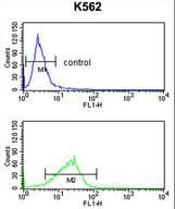 POLE3 / DNA Polymerase Epsilon Antibody (aa5-34)