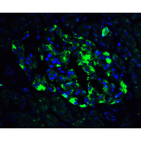 IHC-plus™ ATF6 Antibody