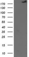 SHPRH Antibody (clone OTI5G8)