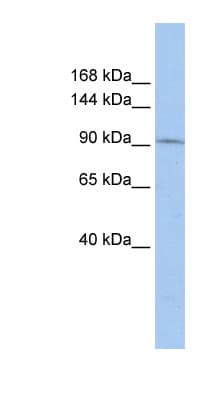 TAF3 Antibody (aa540-589)